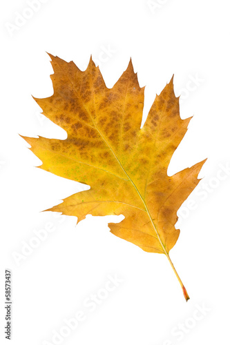 Eichenblatt, Herbstfaerbung, Quercus,