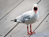 Open mouthed seagull