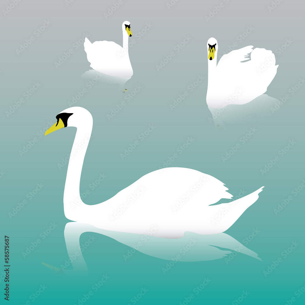 Fototapeta premium swan on the watter eps10