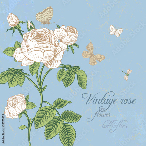 Vintage vector card with blossoming white rose with dragonfly