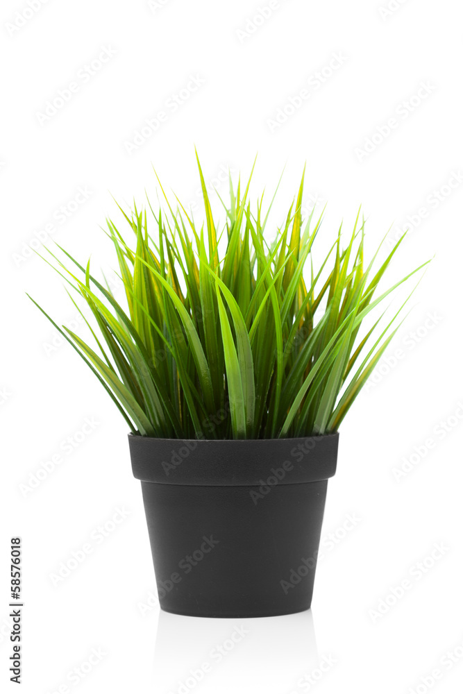 green grass in black pot, isolated on white green grass in black pot, isolated on white