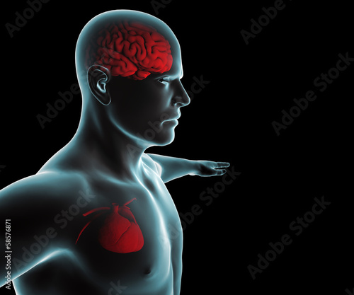 Corpo umano con cuore e cervello ai raggi x photo