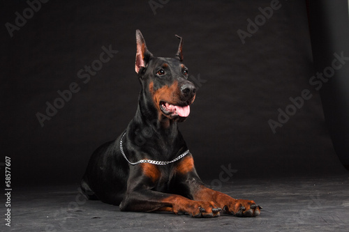 Fotografia, Obraz Doberman Pinscher portrait on black. Studio shot of female dog.
