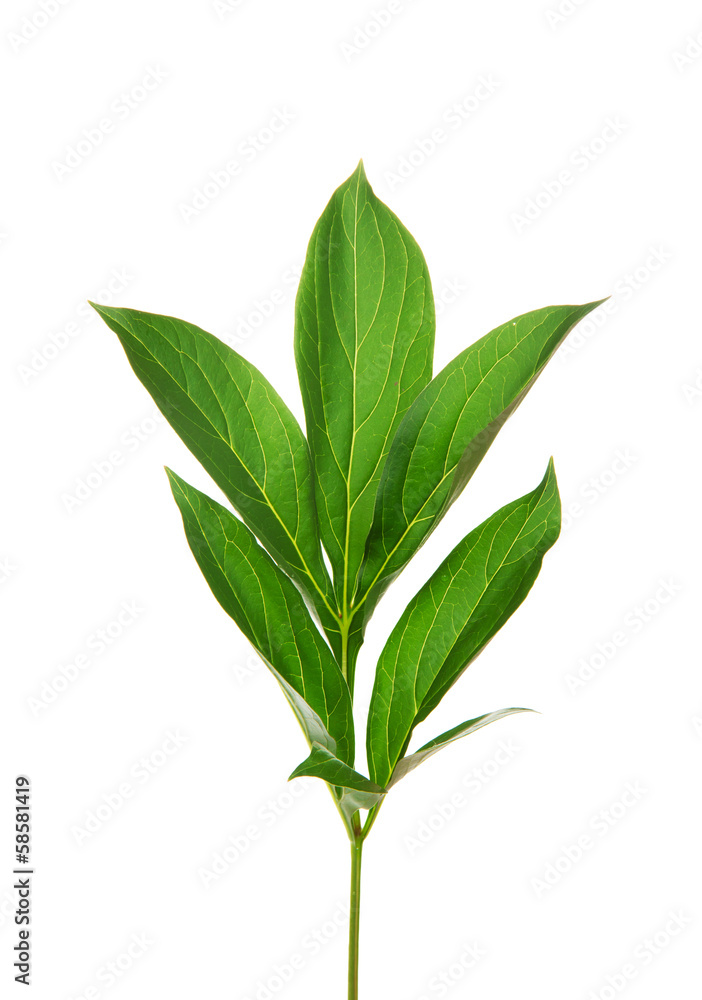 The green leaf of peony