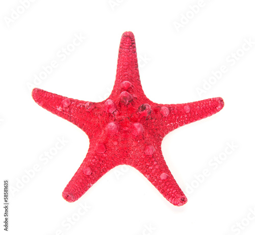 Red starfish close up
