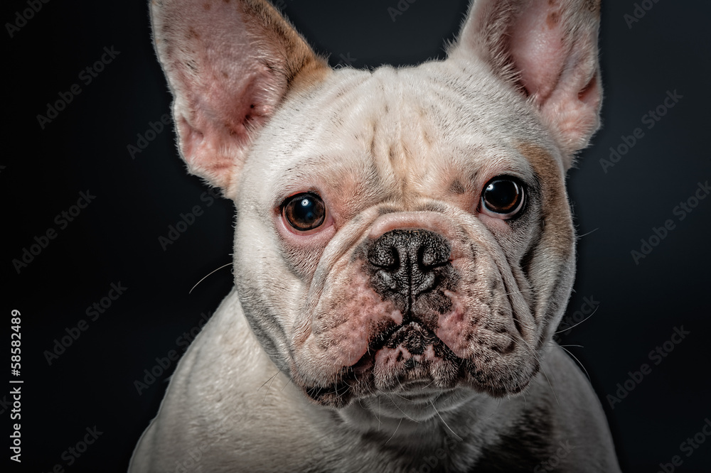 bulldogge 3 bulldogge 3