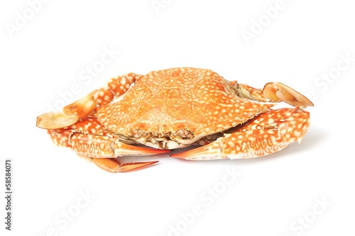 Steamed blue crab on white background