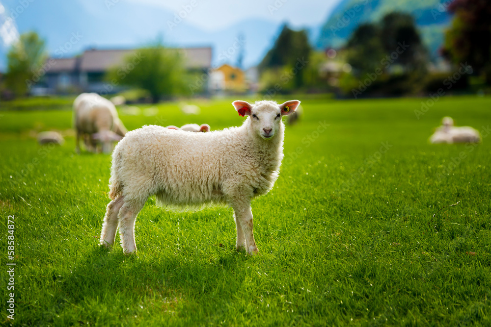 Fototapeta premium Lamb on a Green Field