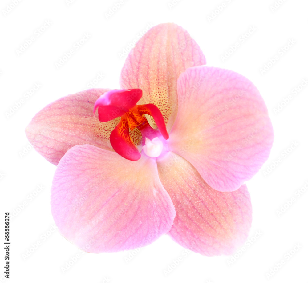 Beautiful blooming orchid flower isolated on white Beautiful blooming orchid flower isolated on white