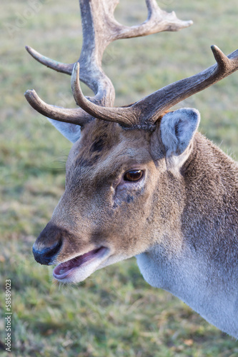 portrait of deer