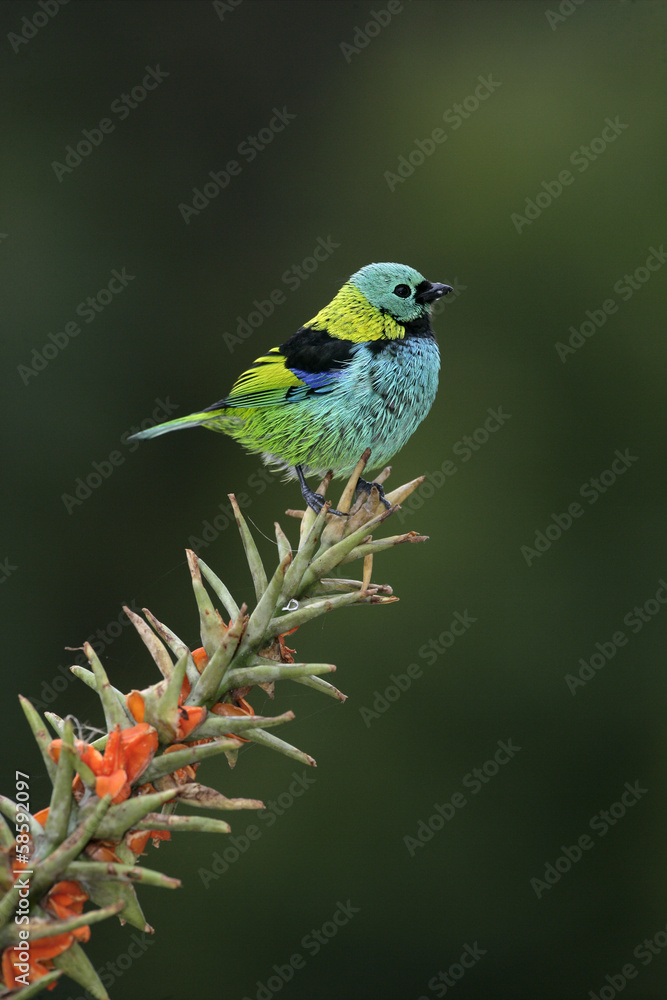 Obraz premium Green-headed tanager, Tangara seledon