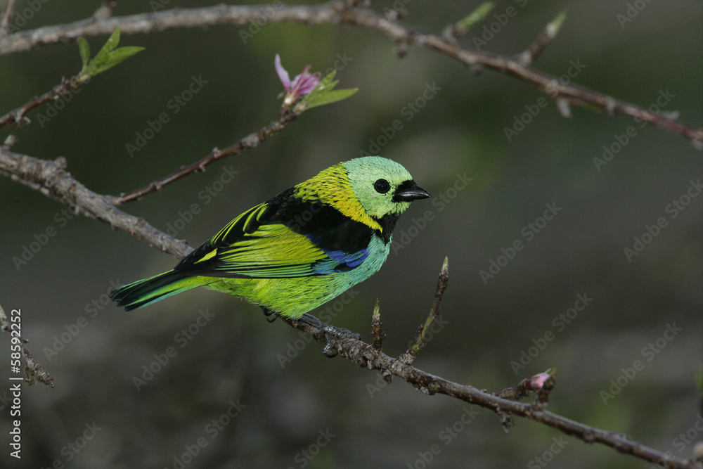 Green-headed tanager, Tangara seledon Green-headed tanager, Tangara seledon