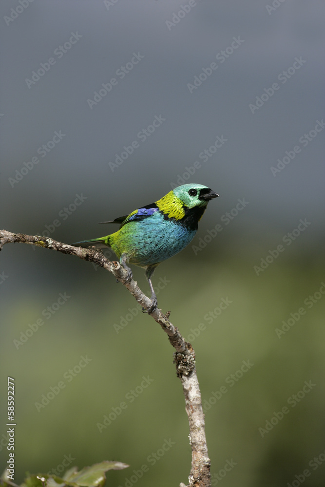 Green-headed tanager, Tangara seledon Green-headed tanager, Tangara seledon
