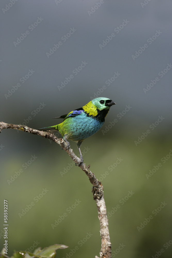 Green-headed tanager, Tangara seledon