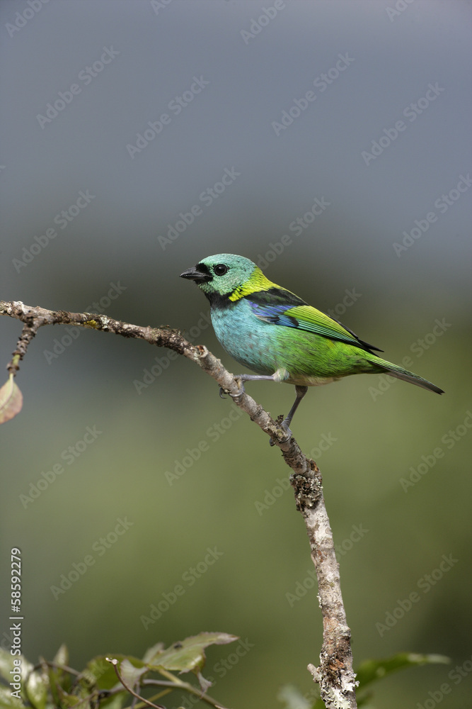 Green-headed tanager, Tangara seledon Green-headed tanager, Tangara seledon