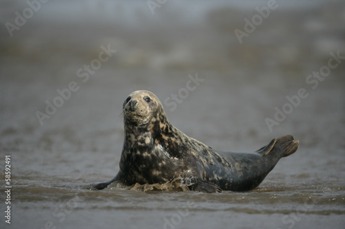 Grey seal, Halichoerus grypus © Erni