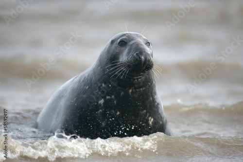 Grey seal  Halichoerus grypus