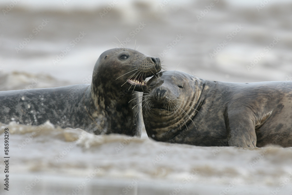 Fototapeta premium Grey seal, Halichoerus grypus