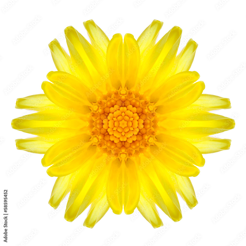 Yellow Concentric Daisy Mandala Flower Isolated on White Yellow Concentric Daisy Mandala Flower Isolated on White