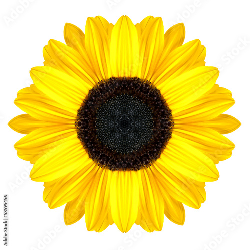 Yellow Concentric Sunflower Mandala Flower Isolated on White