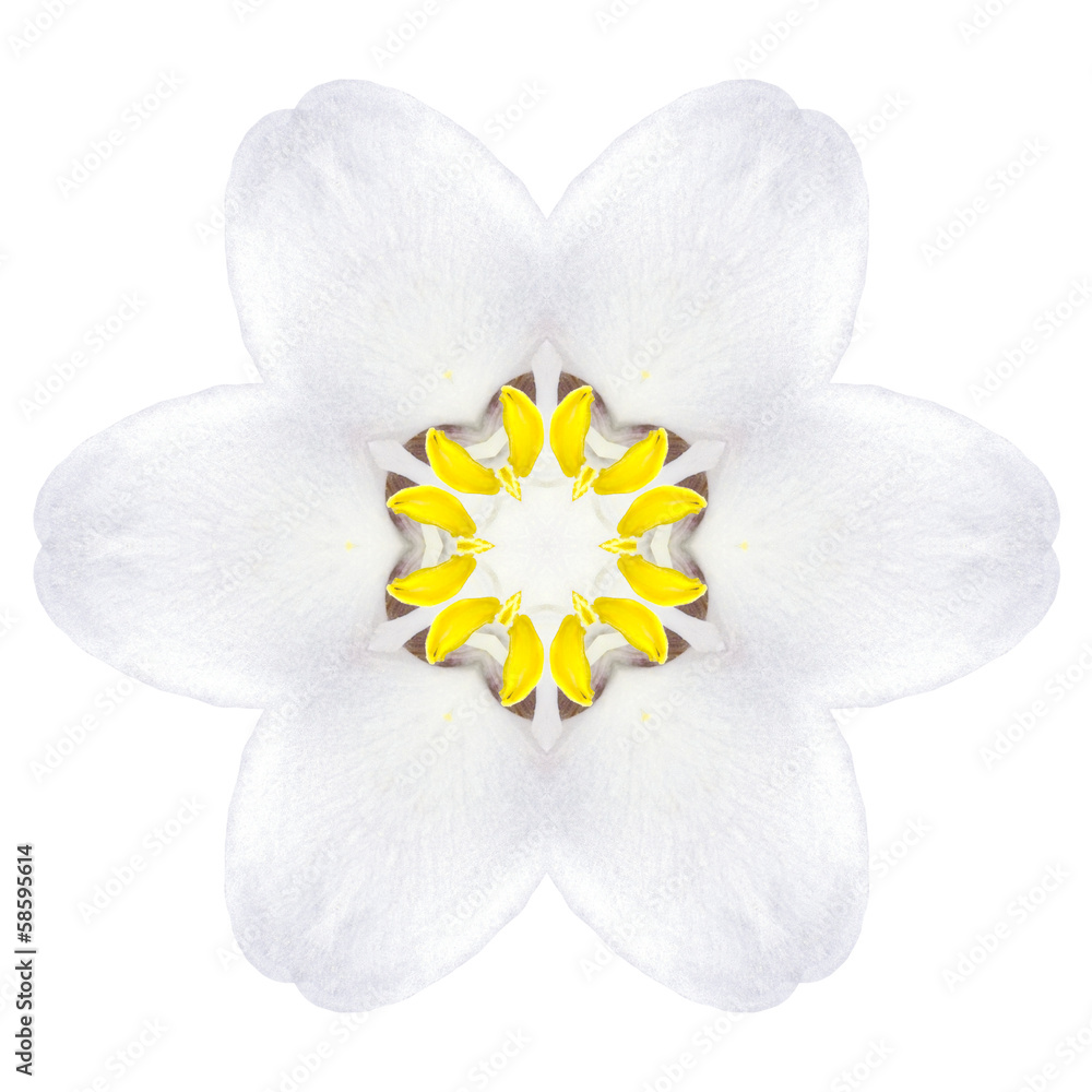 White Concentric Trillium Mandala Flower Isolated on Plain