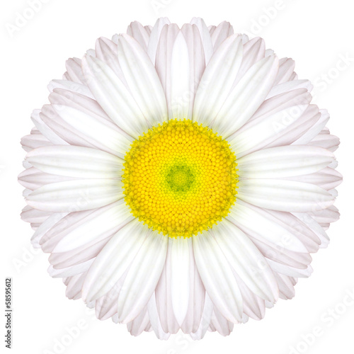 White Concentric Daisy Mandala Flower Isolated on Plain