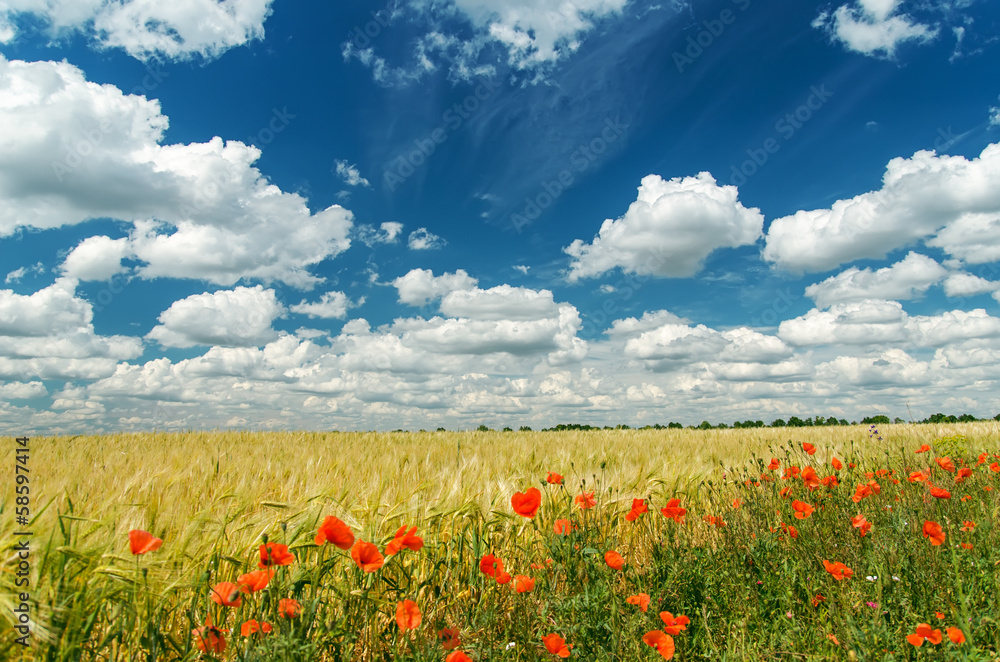 red poppies on field under deep blue sky
