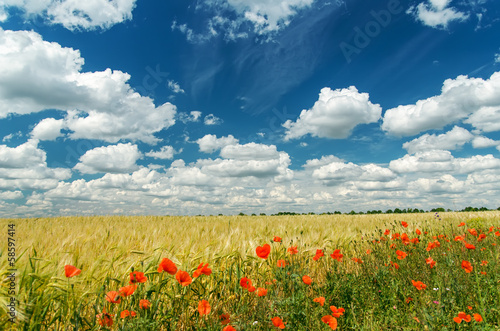 red poppies on field under deep blue sky