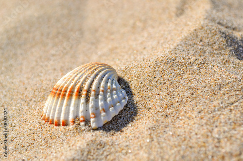 Muschel mit Sand