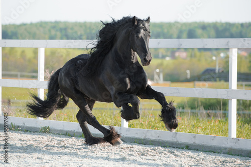 Black Friesian horse runs gallop in summer #58597605
