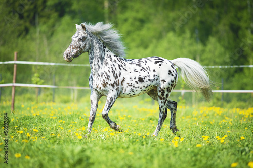 фотографія Appaloosa horse runs trot on the meadow in summer time