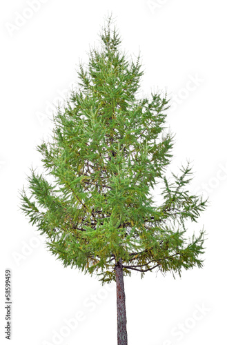 Tableau sur toile light green larch on white