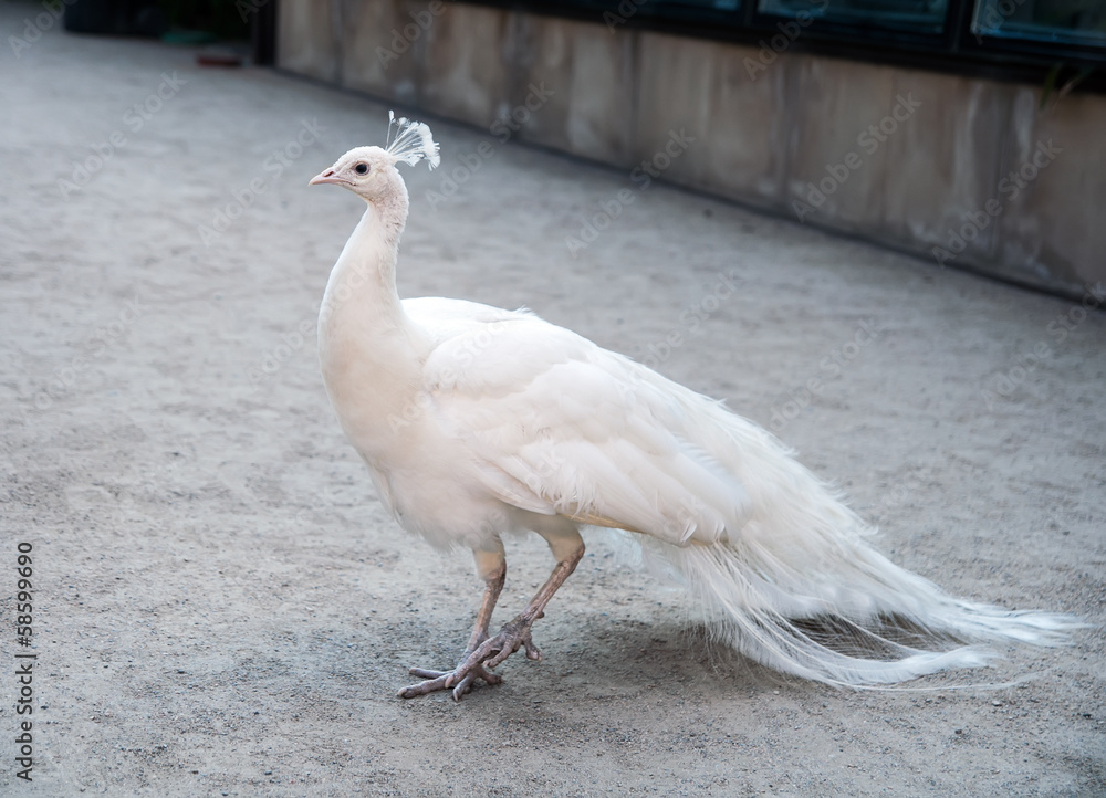 Obraz premium White peacock