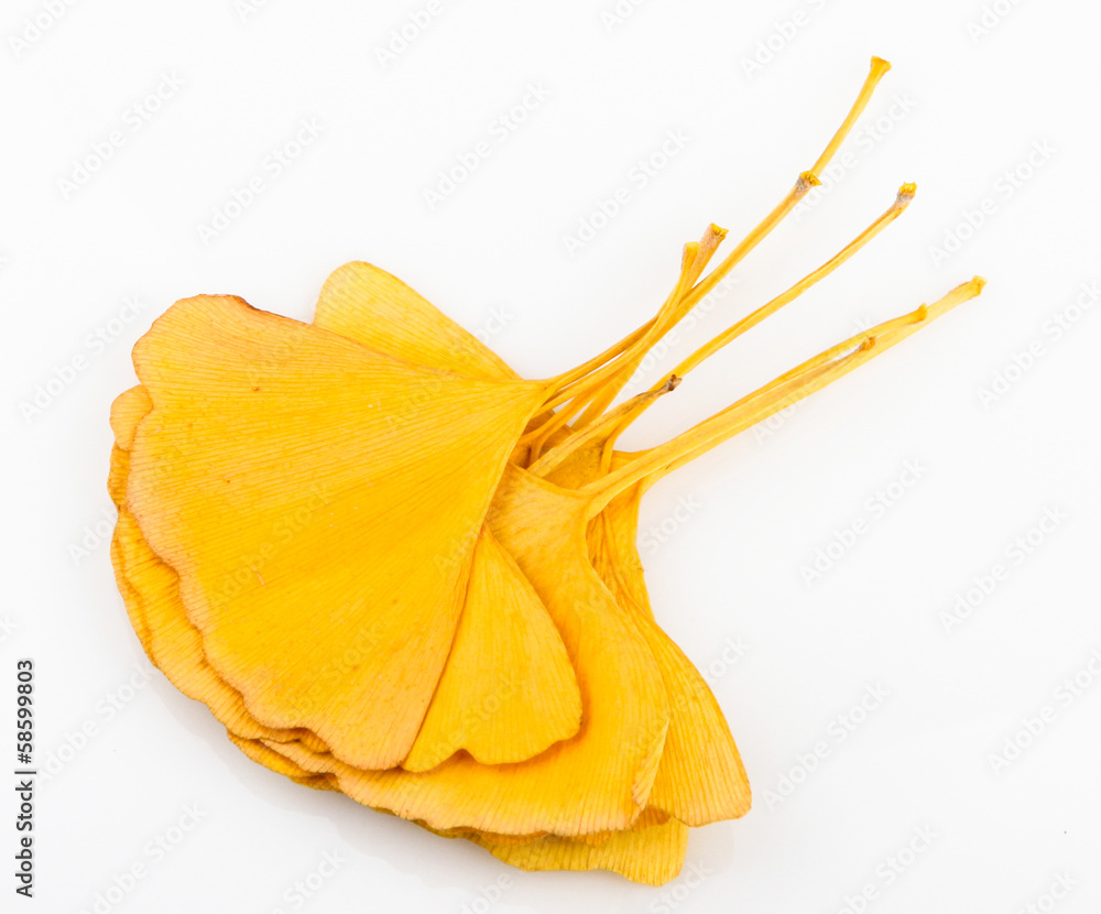 Ginkgo Biloba Leaves Ginkgo Biloba Leaves