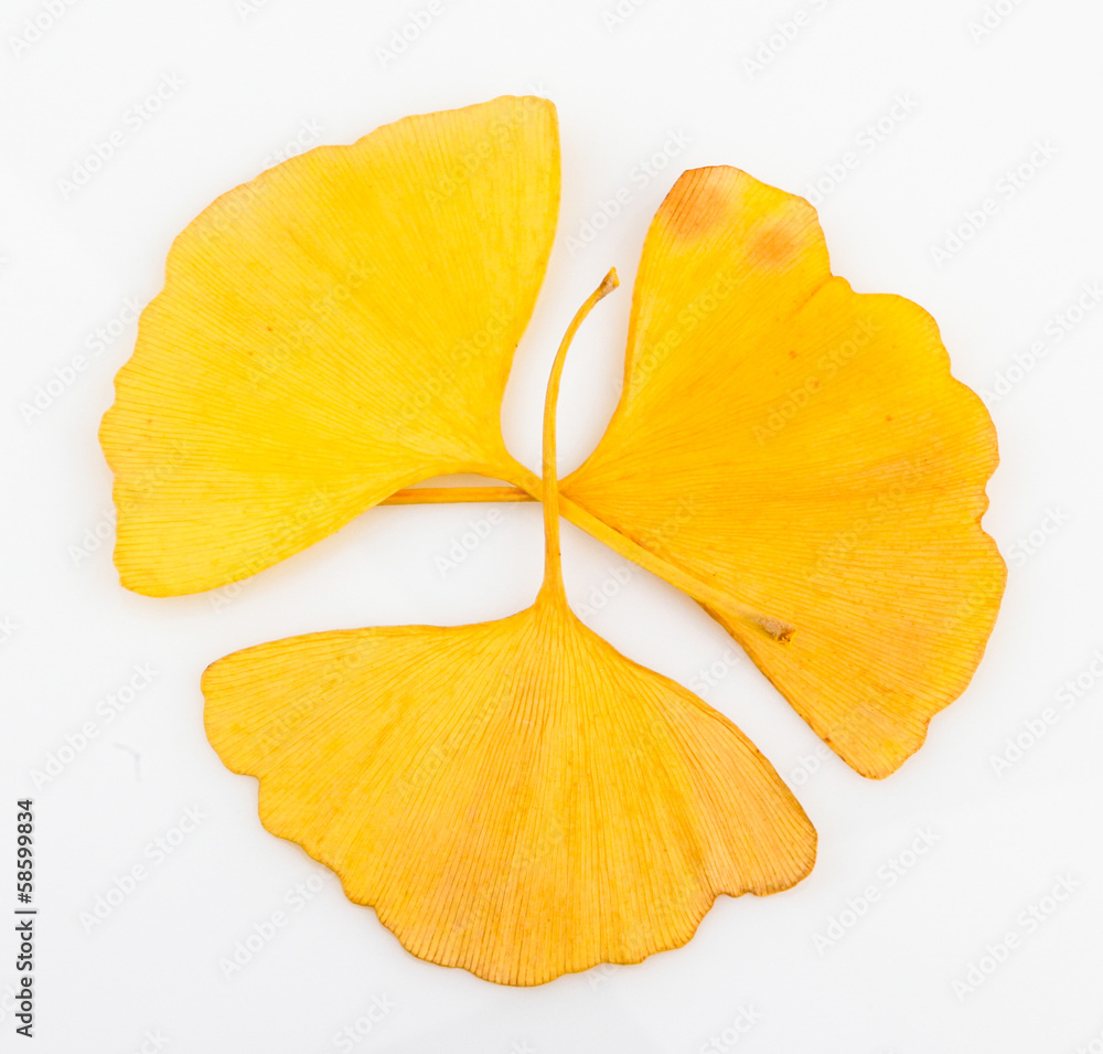 Fototapeta premium Ginkgo Biloba Leaves