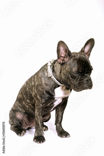 French bulldog © Gilles Paire