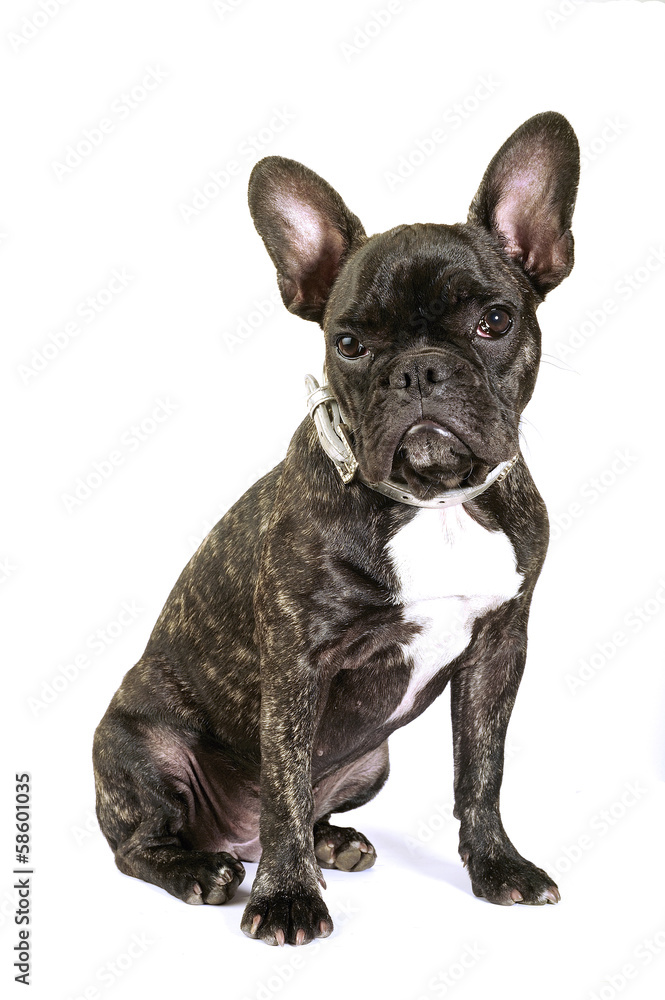 French bulldog