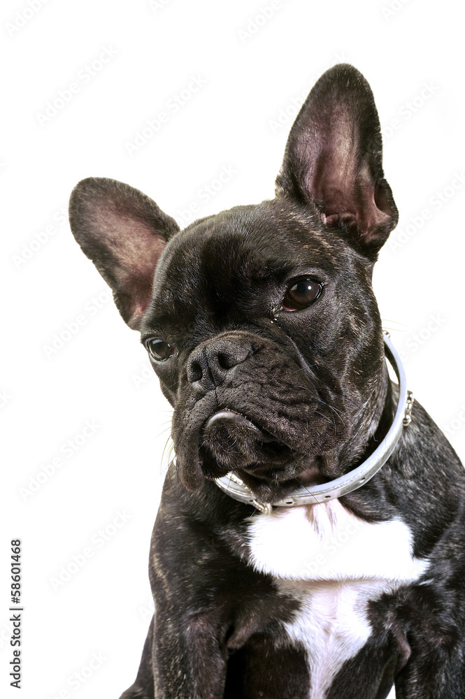 French bulldog