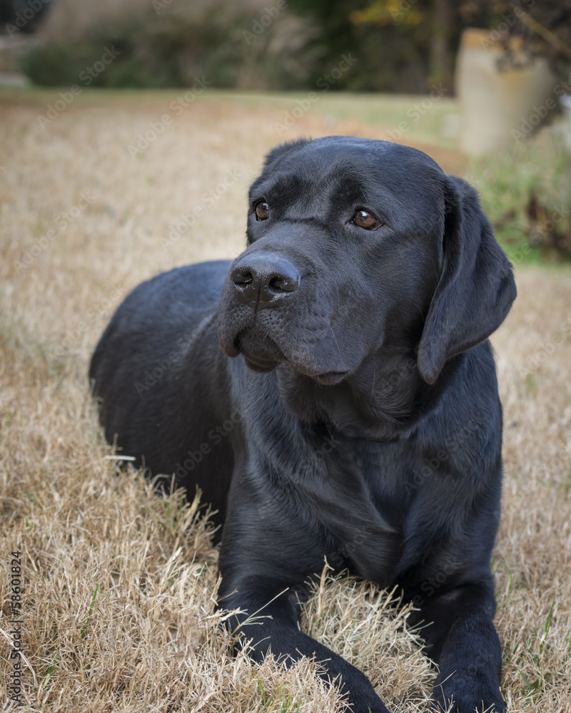Portrait of a Young Female Labrador Retriever Portrait of a Young Female Labrador Retriever
