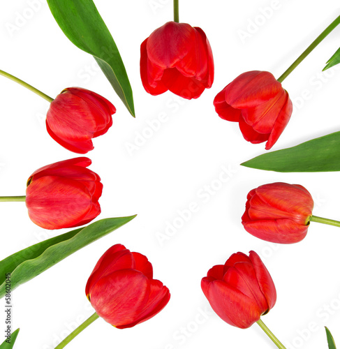 The red tulips which put in a circle