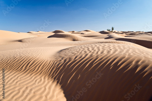 Paysage de dunes  Grand erg oriental  Tunisie