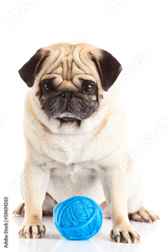 pug dog thread balls isolated on white background doctor © nemez210769