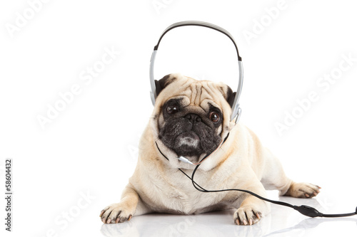 Fototapeta Naklejka Na Ścianę i Meble -  pug dog with headphone isolated on white background callcenter