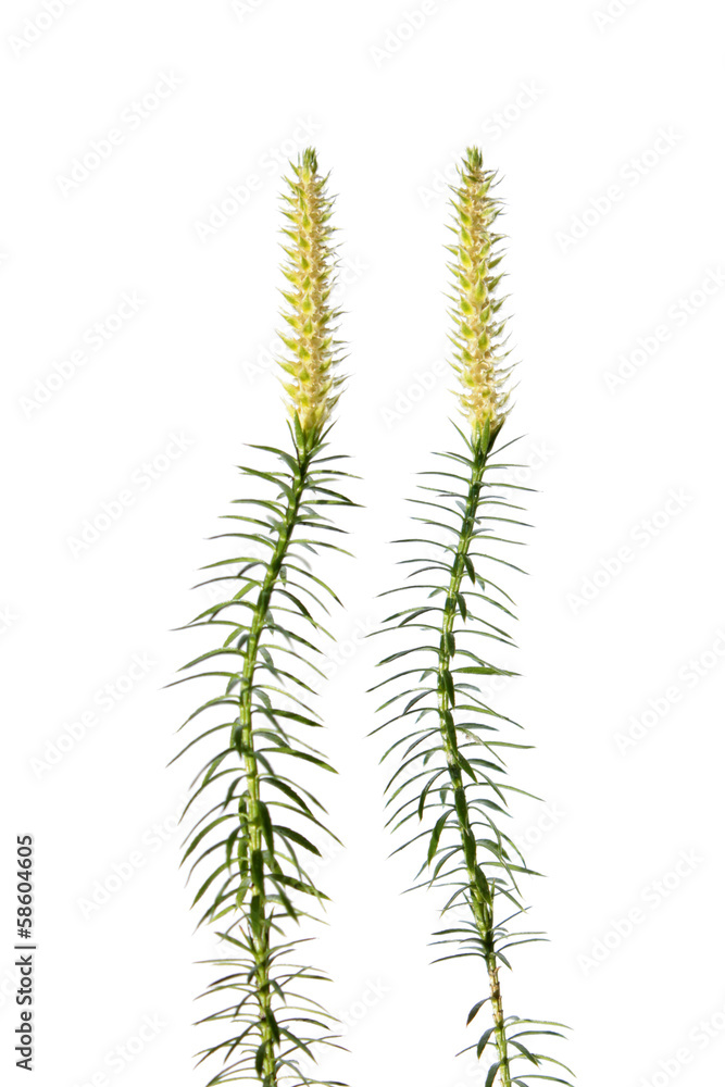 Bristly clubmoss plant isolated on white