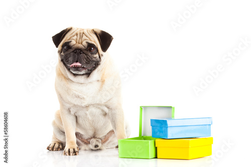 pug dog boxes isolated on white background, gift © nemez210769