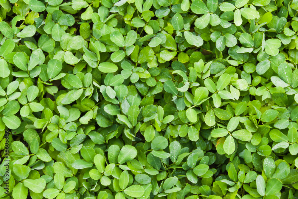 green leaf green leaf