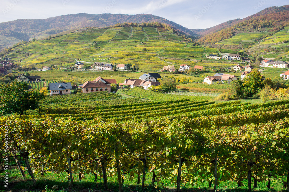 Naklejka premium Vine Hills in Lower Austria