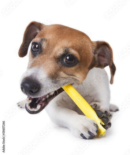 Cute little dog gnawing yellow plastic stick © Iryna&Maya