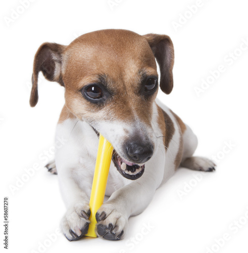 Cute little dog gnawing yellow plastic stick © Iryna&Maya
