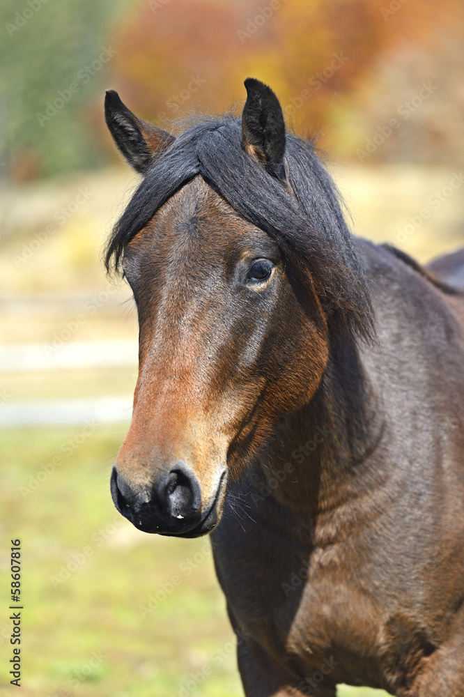 Fototapeta premium Carpathian horse on the farm